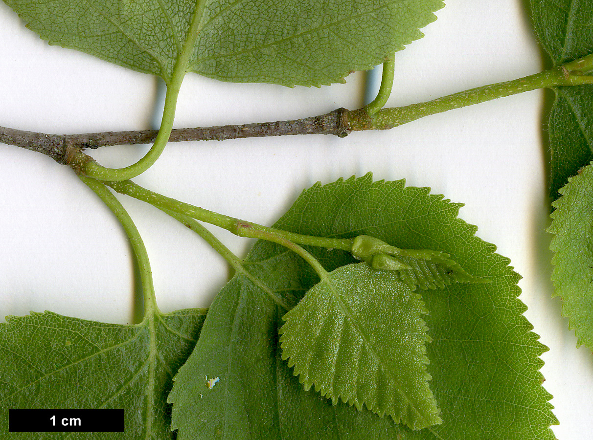 High resolution image: Family: Betulaceae - Genus: Betula - Taxon: pendula - SpeciesSub: subsp. mandshurica